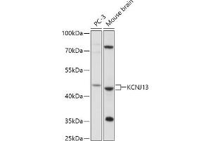 Western blot analysis of extracts of various cell lines, using KCNJ13 antibody (ABIN7269473) at 1:1000 dilution. (KCNJ13 antibody  (AA 160-360))