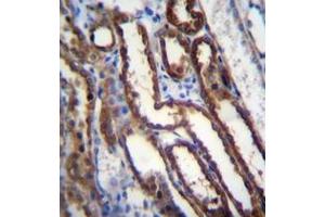 Immunohistochemistry analysis in formalin fixed and paraffin embedded human kidney tissue reacted with Nucleoredoxin Antibody (Center) followed by peroxidase conjugation of the secondary antibody and DAB staining. (NXN antibody  (Middle Region))