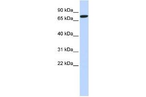 Western Blotting (WB) image for anti-delta-Like 1 (DLL1) antibody (ABIN2459034) (DLL1 antibody)