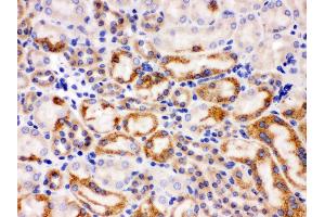 Anti- Wnt7a antibody, IHC(P) IHC(P): Mouse Kidney Tissue (WNT7A antibody  (C-Term))