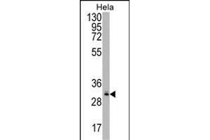 CRYZL1 Antibody (C-term) (ABIN1537079 and ABIN2848783) western blot analysis in Hela cell line lysates (35 μg/lane). (CRYZL1 antibody  (C-Term))