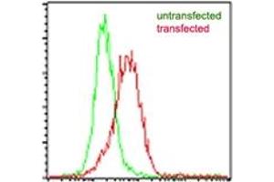 Image no. 1 for anti-Interleukin-27 subunit beta (IL-27b) antibody (ABIN959994) (EBI3 antibody)