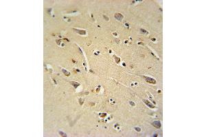 TC10 Antibody immunohistochemistry analysis in formalin fixed and paraffin embedded human brain tissue followed by peroxidase conjugation of the secondary antibody and DAB staining. (RHOQ antibody  (AA 48-76))