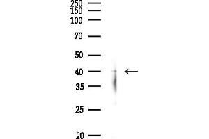 Western blot analysis of lysates from RAW264.