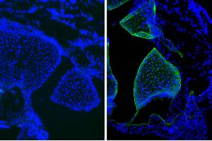 Frozen newborn mouse cartilage section was stained with Mouse IgG1-UNLB isotype control and DAPI. (Mouse IgG1 isotype control (APC-Cy7))