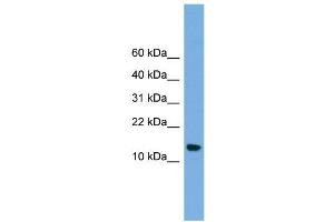 WB Suggested Anti-LSM8 Antibody Titration:  0. (NAA38 antibody  (N-Term))