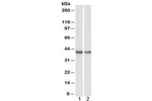 Western blot testing of 1) human heart and 2) mouse heart lysate with HEXIM1 antibody at 0. (HEXIM1 antibody)