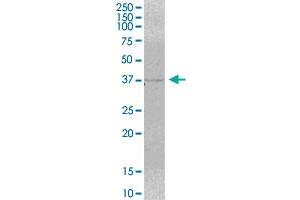 MRM1 MaxPab polyclonal antibody. (MRM1 antibody  (AA 1-353))