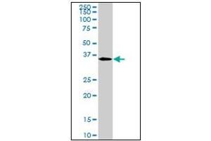 Western Blotting (WB) image for anti-Mesenchyme Homeobox 2 (MEOX2) antibody (ABIN781935) (MEOX2 antibody)