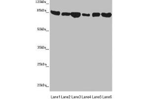 Western blot All lanes: MFN1 antibody at 3. (MFN1 antibody  (AA 622-741))
