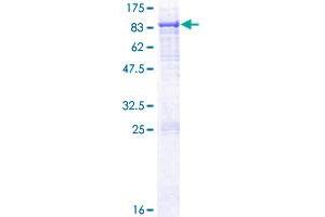 HACL1 Protein (AA 1-578) (GST tag)