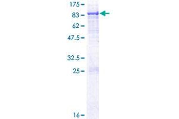 HACL1 Protein (AA 1-578) (GST tag)