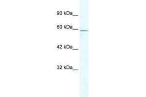 Western Blotting (WB) image for anti-Zinc Finger and BTB Domain Containing 7C (ZBTB7C) antibody (ABIN2460597) (ZBTB7C antibody)