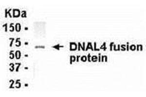Western Blotting (WB) image for anti-Dynein, Axonemal, Light Chain 4 (DNAL4) (AA 1-105) antibody (ABIN2468073) (DNAL4 antibody  (AA 1-105))
