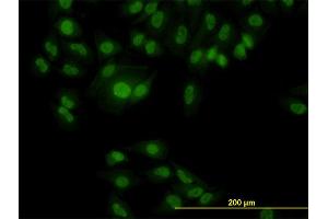 Immunofluorescence (IF) image for anti-RNA Binding Motif Protein 9 (RBM9) (AA 1-100) antibody (ABIN565111)