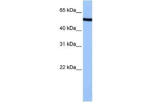 NUP50 antibody used at 0.