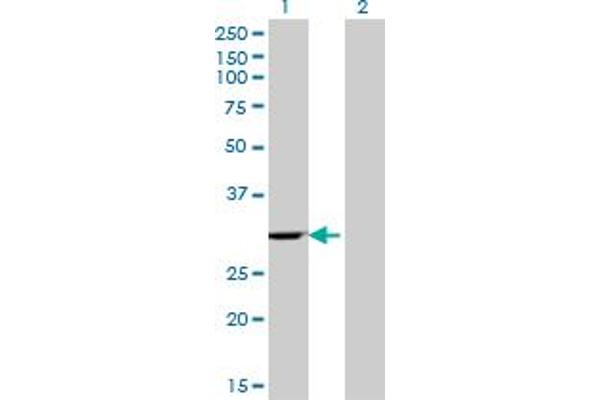 EIF4H antibody  (AA 1-100)