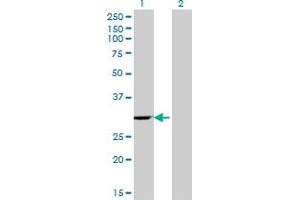Western Blot analysis of WBSCR1 expression in transfected 293T cell line by WBSCR1 monoclonal antibody (M07), clone 4B2. (EIF4H antibody  (AA 1-100))