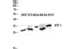 Western Blot (WB) analysis of 293T 3T3 HeLa KB SH-SY5Y lysis using ATF-1 antibody. (AFT1 antibody  (C-Term))