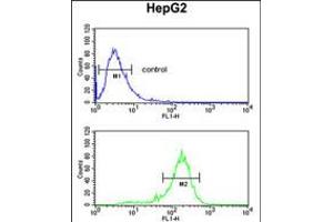 Flow cytometric analysis of HepG2 cells (bottom histogram) compared to a negative control cell (top histogram). (RNF208 antibody  (AA 86-115))