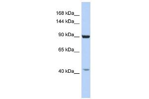 WB Suggested Anti-GRIP1 Antibody Titration:  0. (GRIP1 antibody  (C-Term))