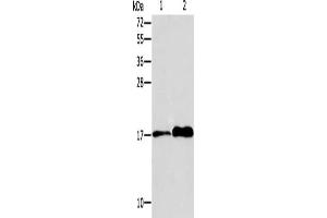 Gel: 15 % SDS-PAGE, Lysate: 40 μg, Lane 1-2: MCF7 cells, human colon tissue, Primary antibody: ABIN7128299(AGR3 Antibody) at dilution 1/150, Secondary antibody: Goat anti rabbit IgG at 1/8000 dilution, Exposure time: 20 seconds (AGR3 antibody)