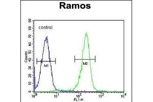 KNG1 Antibody (N-term) (ABIN655629 and ABIN2845108) flow cytometric analysis of Ramos cells (right histogram) compared to a negative control cell (left histogram). (KNG1 antibody  (N-Term))