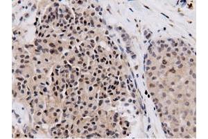 Image no. 5 for anti-5'-Nucleotidase Domain Containing 1 (NT5DC1) antibody (ABIN1499837) (NT5DC1 antibody)