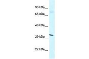 Image no. 1 for anti-Basic Helix-Loop-Helix Family, Member E41 (BHLHE41) (N-Term) antibody (ABIN6747610) (BHLHE41 antibody  (N-Term))
