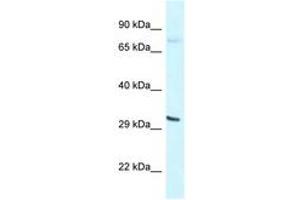 Image no. 1 for anti-Basic Helix-Loop-Helix Family, Member E41 (BHLHE41) (N-Term) antibody (ABIN6747610)