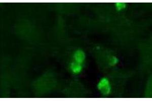 Immunofluorescence (IF) image for anti-Jumonji, AT Rich Interactive Domain 2 (JARID2) (AA 1-100), (N-Term) antibody (ABIN1951845) (JARID2 antibody  (N-Term))