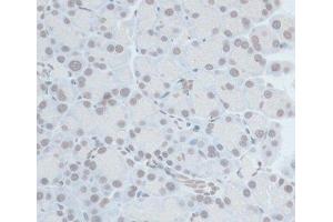 Immunohistochemistry of paraffin-embedded Rat pancreas using ZNF703 Polyclonal Antibody at dilution of 1:100 (40x lens).