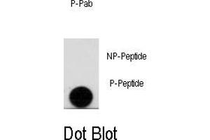 Image no. 1 for anti-Leo1, Paf1/RNA Polymerase II Complex Component, Homolog (S. Cerevisiae) (LEO1) (pSer10) antibody (ABIN358507) (LEO1 antibody  (pSer10))