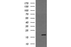 Image no. 2 for anti-Growth Arrest and DNA-Damage-Inducible, gamma (GADD45G) antibody (ABIN1497607)