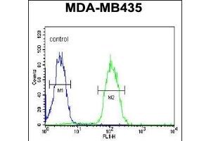 DHRS7 Antibody (N-term) (ABIN650968 and ABIN2840014) flow cytometric analysis of MDA-M cells (right histogram) compared to a negative control cell (left histogram). (DHRS7 antibody  (N-Term))
