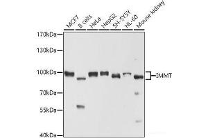 Western blot analysis of extracts of various cell lines using IMMT Polyclonal Antibody at dilution of 1:1000. (IMMT antibody)