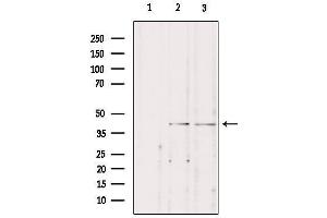 Western blot analysis of extracts from various samples, using STAC3 Antibody. (STAC3 antibody  (Internal Region))