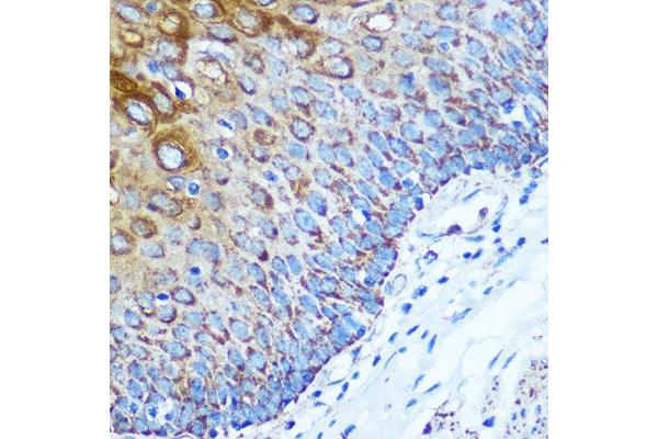 WWC1 antibody  (AA 950-1050)