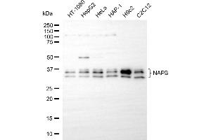 Western blotting analysis using NAPB antibody (ABIN7799532).