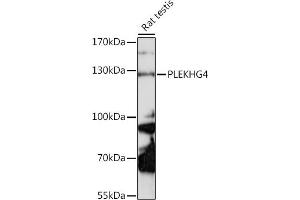 Western blot analysis of extracts of rat testis, using PLEKHG4 antibody (ABIN7269416) at 1:1000 dilution. (PLEKHG4 antibody  (AA 710-1010))