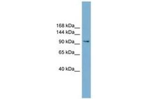 Image no. 1 for anti-Neural Cell Adhesion Molecule 2 (NCAM2) (AA 575-624) antibody (ABIN6743421) (NCAM2 antibody  (AA 575-624))