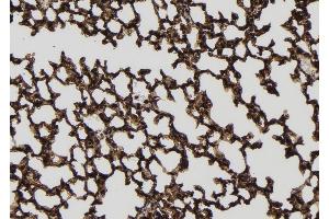 ABIN6256548 and ABIN6277774 at 1/100 staining Mouse lung tissue by IHC-P. (IRAK4 antibody  (pSer346, pThr345))