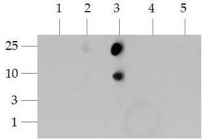 Dot Blot of Rabbit Histone H3 [Dimethyl Lys4] Antibody. (Histone 3 antibody  (H3K4me2))