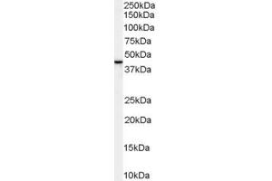 ABIN185458 staining (1µg/ml) of Human Breast lysate (RIPA buffer, 30µg total protein per lane). (ERLIN2 antibody  (C-Term))