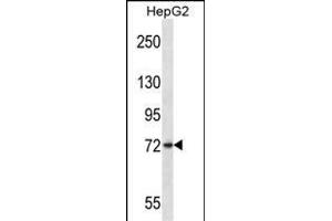 FRMD7 Antikörper  (N-Term)