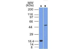 Western Blotting (WB) image for anti-SRY (Sex Determining Region Y)-Box 10 (SOX10) (AA 115-269) antibody (ABIN6940624)
