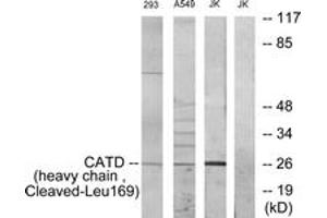 Western blot analysis of extracts from 293/A549/JurKat cells, treated with etoposide 25uM 1h, using CATD (heavy chain,Cleaved-Leu169) Antibody. (Cathepsin D antibody  (Cleaved-Leu169))