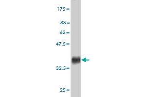 Western Blot detection against Immunogen (37. (Ectodysplasin A2 Receptor antibody  (AA 1-110))
