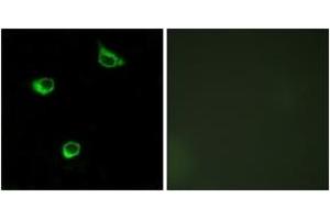 Immunofluorescence (IF) image for anti-Frizzled Family Receptor 6 (FZD6) (AA 121-170) antibody (ABIN2890782) (FZD6 antibody  (AA 121-170))