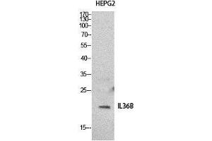 Western Blot (WB) analysis of HepG2 cells using IL-1F8 Polyclonal Antibody. (FIL1h antibody  (Internal Region))
